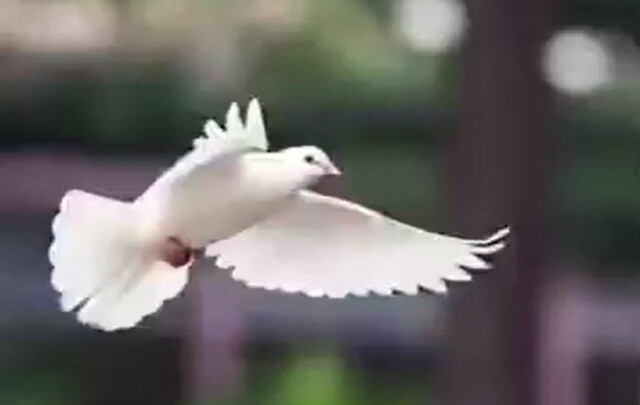 [NB이슈] “과태료 부과” vs “동물 학대”…‘비둘기 먹이 금지’ 조례 제정 놓고 충돌